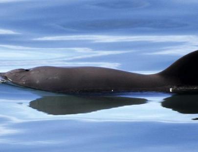 Fotografía facilitada por WWF de una vaquita (Phocoena sinus), el cetáceo más amenazado del mundo